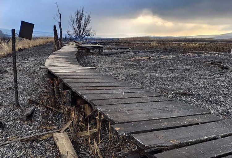Драгоманско блато