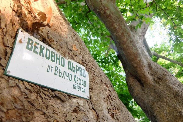 Как да защитим вековно дърво?
